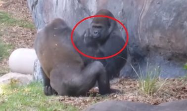 Video: Gorilla goes all Eminem and throws up a middle finger in front of families