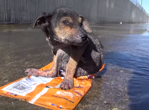 ‘Miracle’ recovery of Pup left to die in a canal