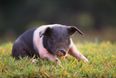 Swine! This micro pig is banned from boozing at a London pub after stealing pints and butting drinkers