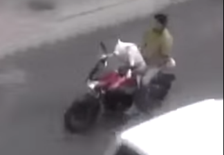 Video: This Indian dog drives a motorbike better than you