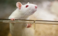 Scientists give rats erections with the flip of a switch