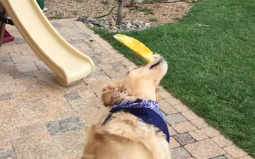 Video: This dog can’t catch food for sh*t