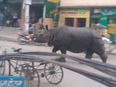 Escaped rhino causes mayhem in Nepalese town