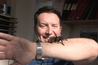 Huge TARANTULA found in a Welsh park