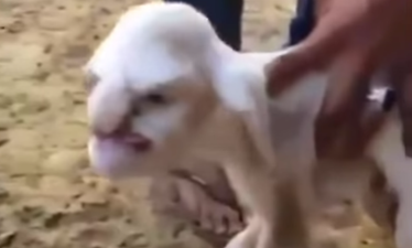 Video: Russian lamb born with terrifying human face