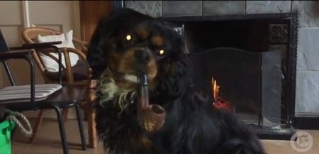 Video: Irish man and his pipe-smoking dog warned to kick the habit