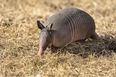 American accidentally shoots mother-in-law gunning down an armadillo