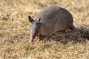 American accidentally shoots mother-in-law gunning down an armadillo