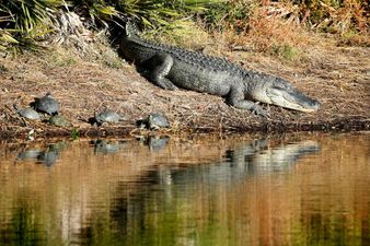 Whole town in shock after alligator eats beloved dog