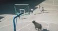 Video: Live buffalo rampaging around a China school