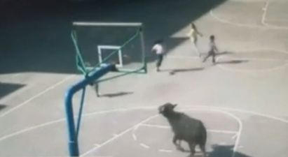 Video: Live buffalo rampaging around a China school