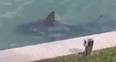 There’s a shark in the back garden. No, really…