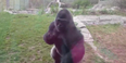 Gorilla smashes glass as it lunges for family