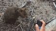 Cruel idiots fined for blow-torching endangered ‘smiling selfie’ quokka