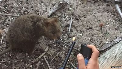 Cruel idiots fined for blow-torching endangered ‘smiling selfie’ quokka