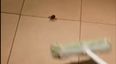 Video: After watching this, you’ll never step on a spider again