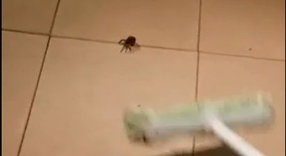 Video: After watching this, you’ll never step on a spider again