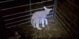 Video: Meet the Welsh lamb born with a freaky fifth leg…