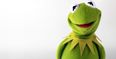 Pic: Scientists have discovered Kermit the Frog in real life