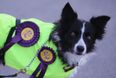 Dog crashes owner’s tractor into motorway central reservation