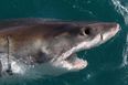 Video: Great white shark attacks tiny dinghy in New Zealand