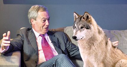 UKIP: This country is too crowded for wolves and lynx