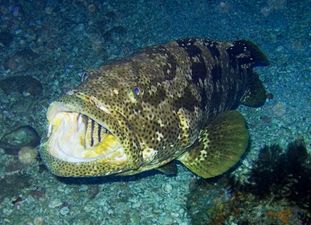 Video: Monster fish swallows hooked shark in one bite…