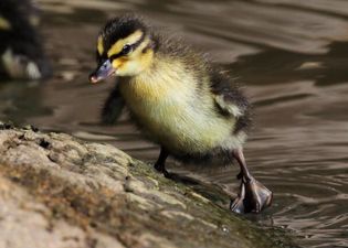 Somerset village preparing a wake…for a duck