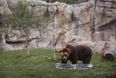 Police search for man who hit bear at Polish zoo