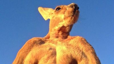 This muscular Kangaroo has a bigger chest and biceps than you