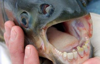 Testicle-munching fish found lurking in US lake