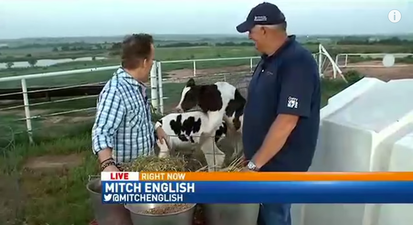 News reporter unfazed by horny cows interrupting his live report (Video)