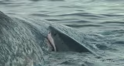 Video: Diver captures footage of 5 huge sharks feeding on a sperm whale