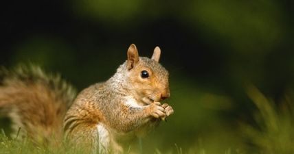 Squirrel gets accidentally locked in a bar, gets drunk, wrecks the place