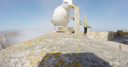 A seagull steals a GoPro camera and flies over the Spanish Coast (Video)