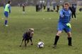 Video: Dog runs onto the pitch and performs the best tackle of the weekend