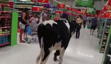 Staffordshire farmers walk cows through Asda to protest low milk prices (Video)