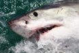 This huge 20ft tiger shark caught in Australia will make you stay out of the sea forever (Pics)