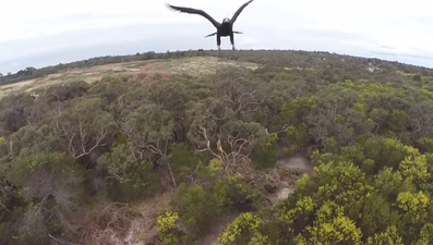 There can only be one winner when an eagle takes on a drone (Video)