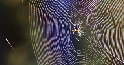 Giant spider and hundreds of babies crawling over electricity meter will haunt your dreams