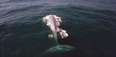 Blue whale shows an unlikely knack for comic timing (Video)