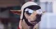 This motorcycle mutt is cooler than you (Video)