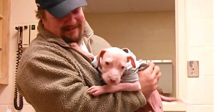 We guarantee you that this pitbull puppy will melt your heart (Video)