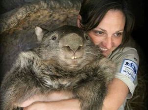 A wombat celebrates his 30th birthday by joining Tinder…