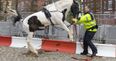 Hilarious Facebook post warns of horse with ‘permanent erection’ plaguing an Irish town