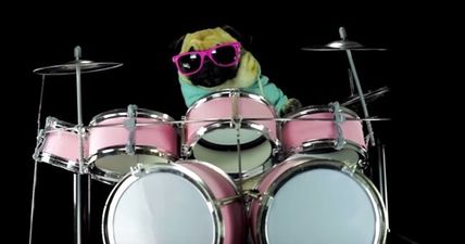 This dog is better than you at the drums (Video)