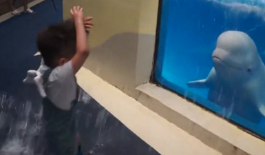 Beluga soaks a kid, looks like it knew exactly what it was doing (Video)