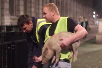 David Cameron gets a porky delivery for Downing Street (Video)