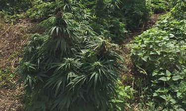 Cannabis forest the ‘size of a football pitch’ – found in south-west London