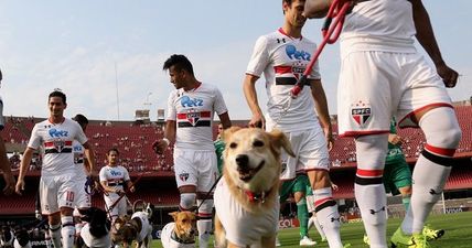 Sao Paulo players take to the pitch with dogs to promote a great cause